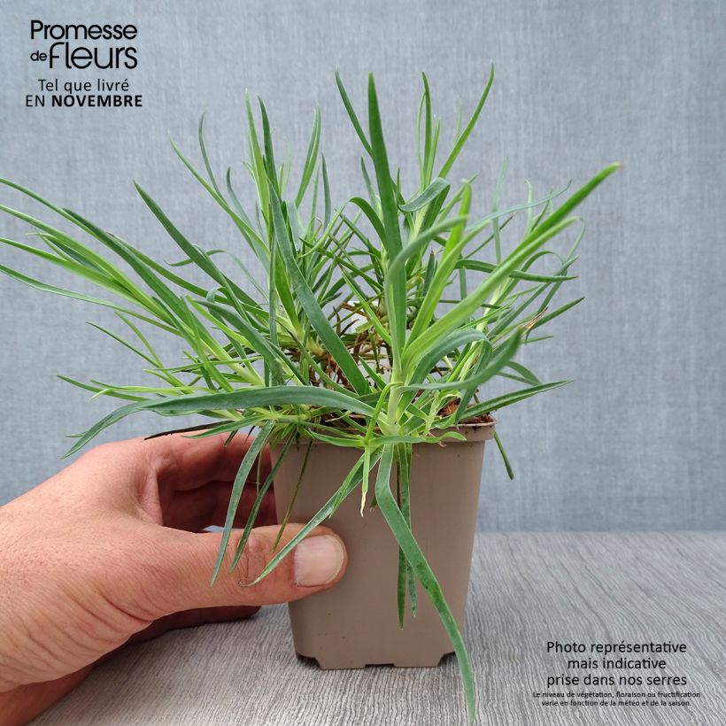 Amostra de Dianthus allwoodii Romeo Vaso de 8/9 cm tal como entregue no outono