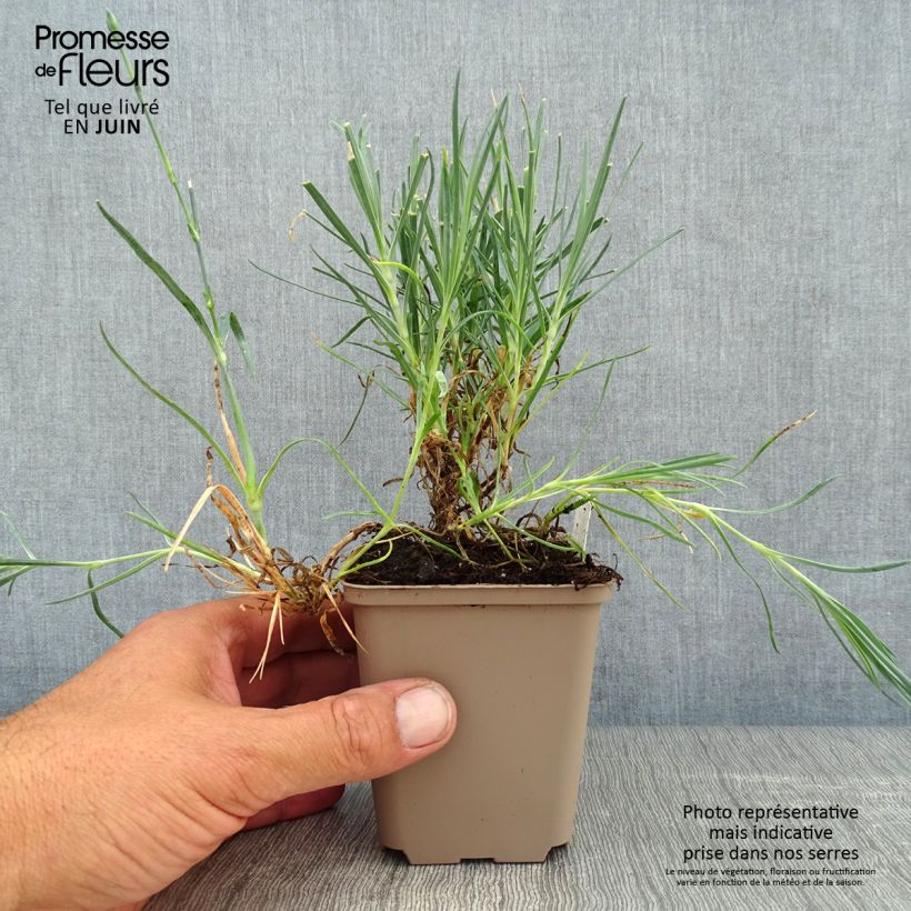 Amostra de Dianthus allwoodii Romeo Vaso de 8/9 cm tal como entregue no verão