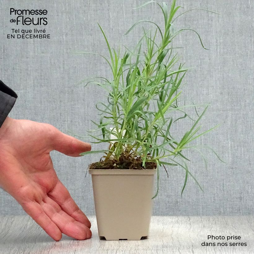 Amostra de Dianthus allwoodii Romeo - Oeillet mignardise pourpre à centre brun et blanc Vaso de 8/9 cm tal como entregue no inverno