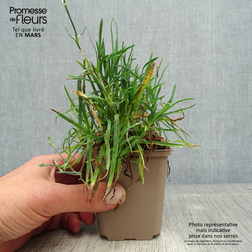 Amostra de Dianthus allwoodii Romeo Vaso de 8/9 cm tal como entregue na primavera