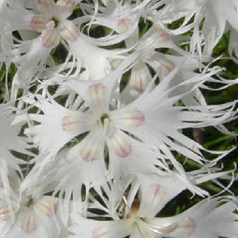 Dianthus arenarius (Floração)