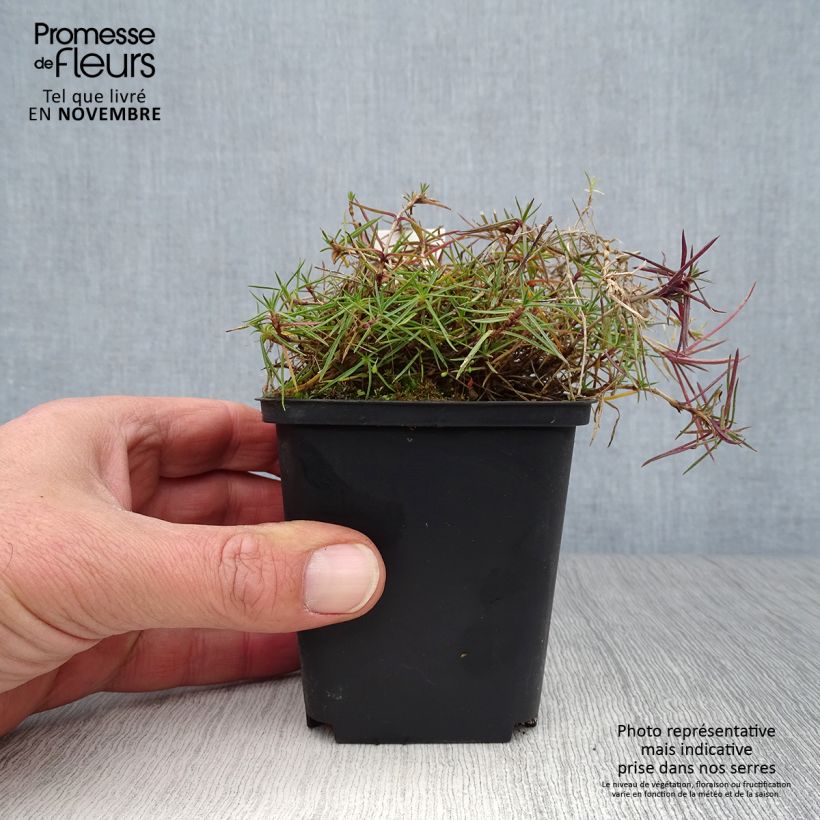 Amostra de Dianthus arenarius Vaso de 8/9 cm tal como entregue no outono