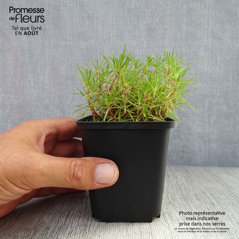 Amostra de Dianthus arenarius Vaso de 8/9 cm tal como entregue no verão
