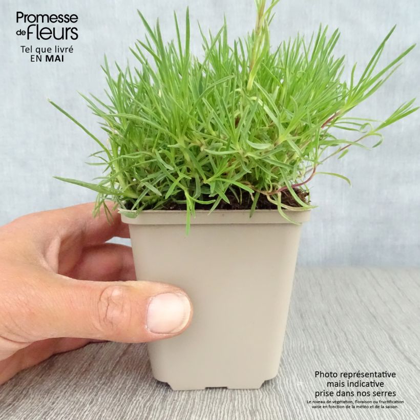 Amostra de Dianthus arenarius Vaso de 8/9 cm tal como entregue na primavera