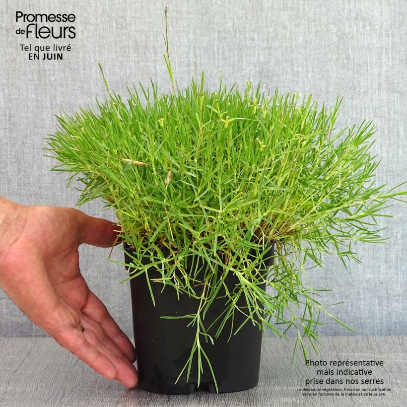 Amostra de Dianthus arenarius Vaso de 2 L/3 L tal como entregue na primavera