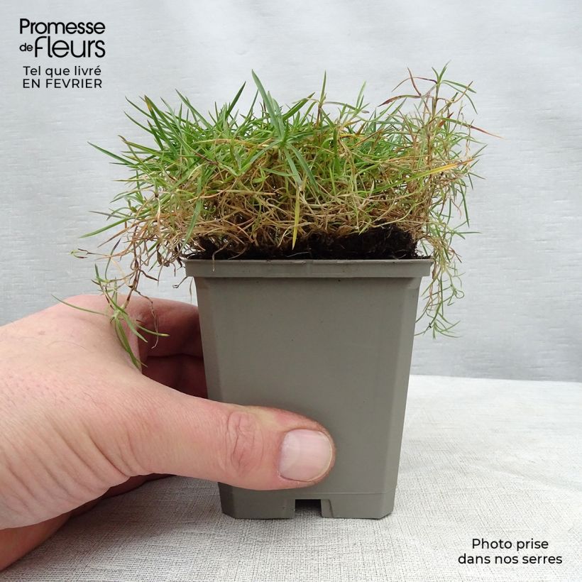 Amostra de Dianthus arenarius - Oeillet des sables Vaso de 8/9 cm tal como entregue no inverno