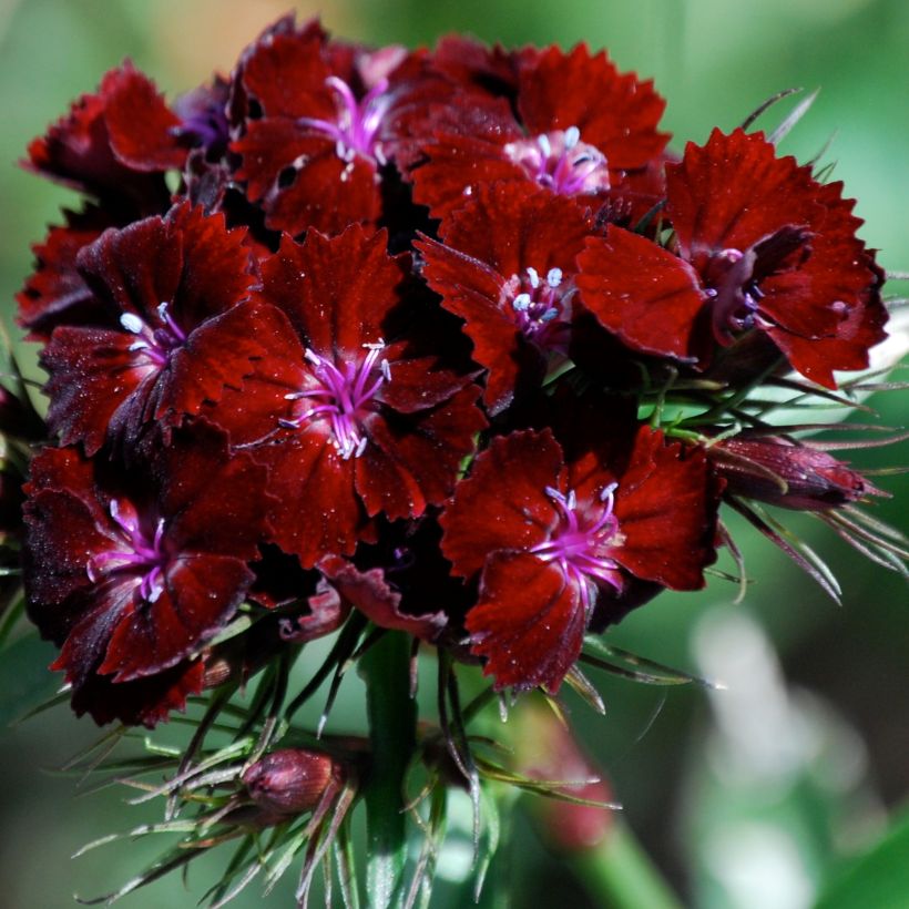 Cravo-dos-poetas Oeschberg - Dianthus barbatus (Floração)