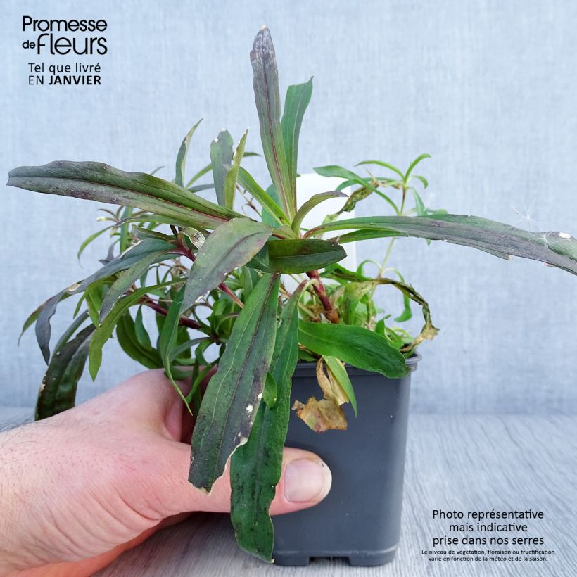 Amostra de Dianthus barbatus Oeschberg, Oeillet barbu Vaso de 8/9 cm tal como entregue no inverno