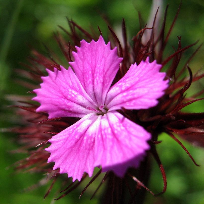 Cravo-dos-poetas Pink Beauty - Dianthus barbatus (Floração)