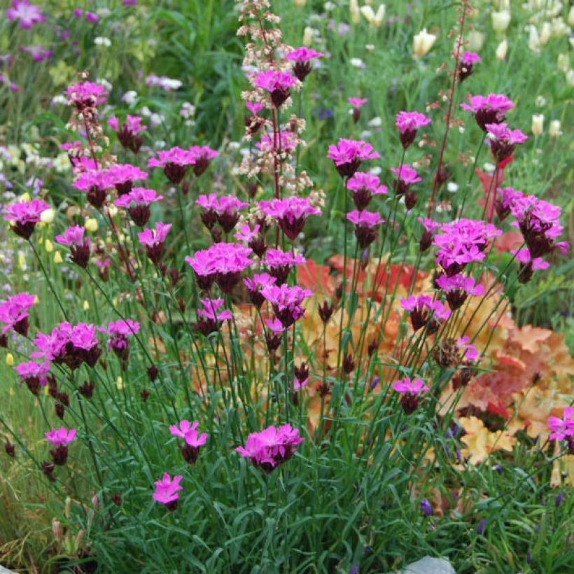 Dianthus carthusianorum (Hábito)