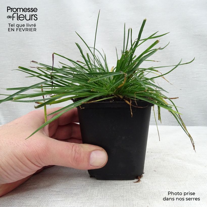 Amostra de Dianthus carthusianorum - Oeillet des chartreux Vaso de 8/9 cm tal como entregue no inverno
