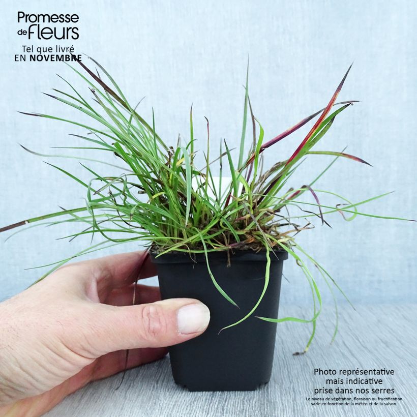Amostra de Dianthus carthusianorum Vaso de 8/9 cm tal como entregue no outono
