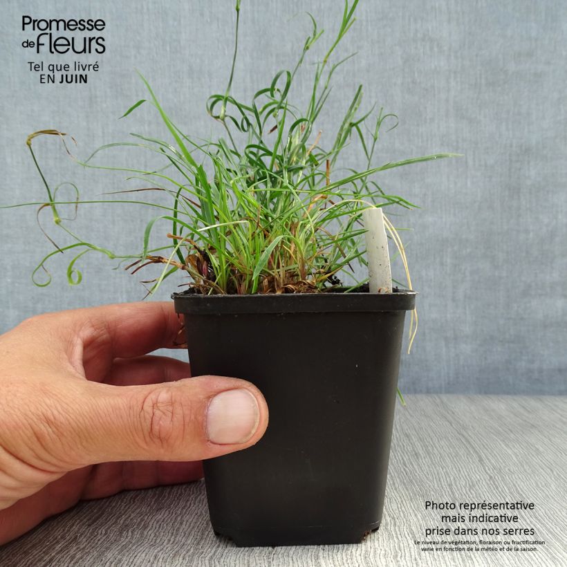 Amostra de Dianthus carthusianorum Vaso de 8/9 cm tal como entregue no verão