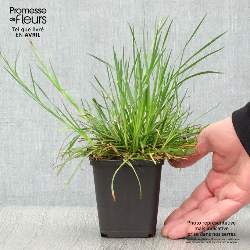 Amostra de Dianthus carthusianorum Vaso de 8/9 cm tal como entregue na primavera