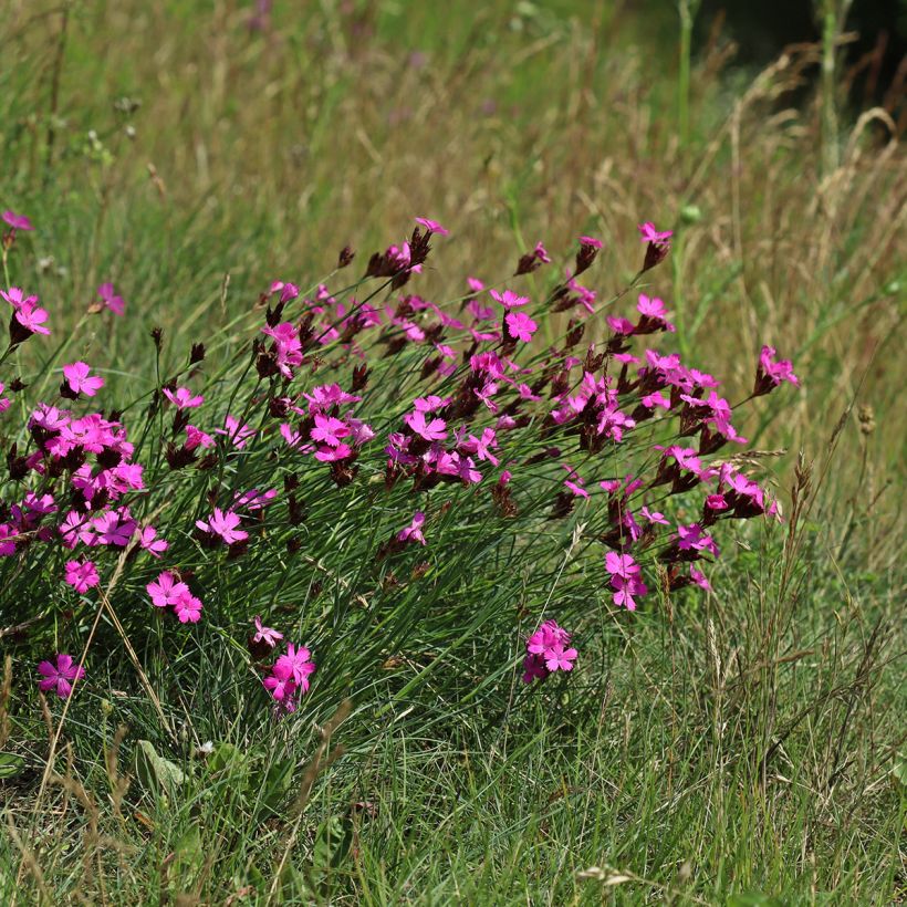 Dianthus carthusianorum (Hábito)