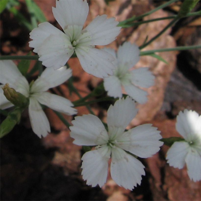 Sementes de Dianthus deltoides Albiflorus (Floração)
