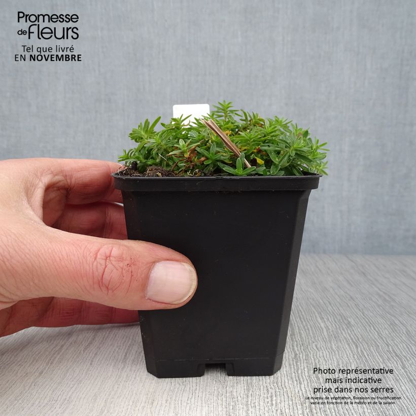 Amostra de Sementes de Dianthus deltoides Albiflorus Vaso de 8/9 cm tal como entregue no outono