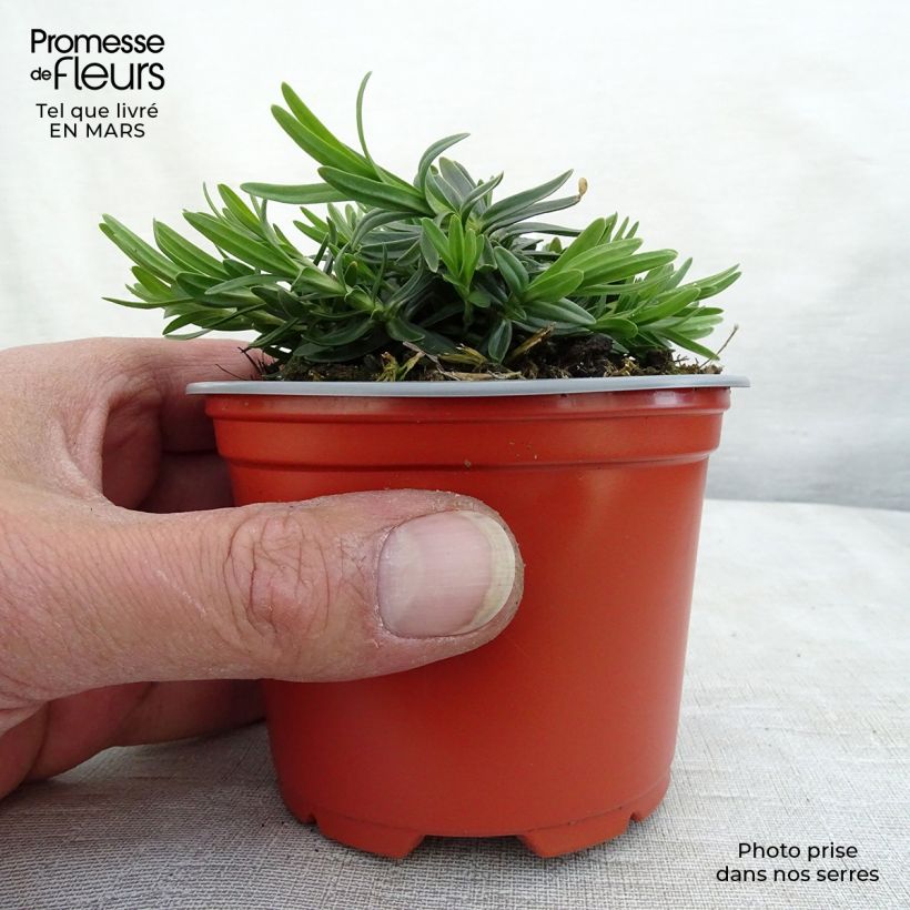 Amostra de Dianthus deltoides Albiflorus - Oeillet des landes Vaso de 8/9 cm tal como entregue no inverno