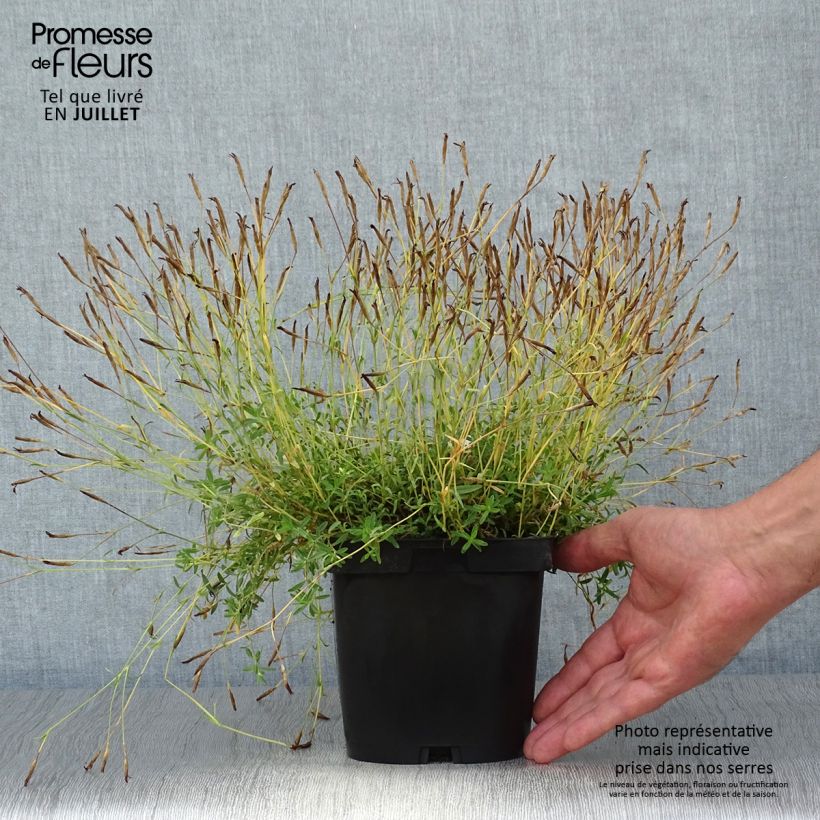 Amostra de Sementes de Dianthus deltoides Albiflorus Vaso de 2 L/3 L tal como entregue no verão