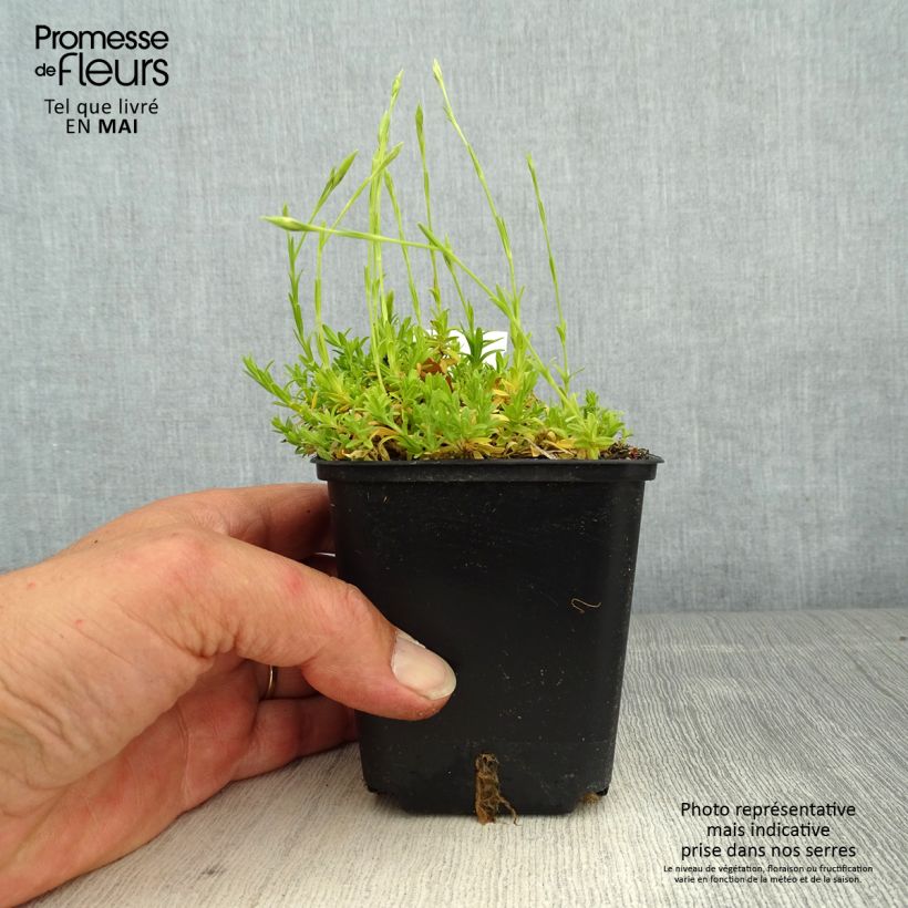 Amostra de Dianthus deltoides Albiflorus Vaso de 8/9 cm tal como entregue na primavera