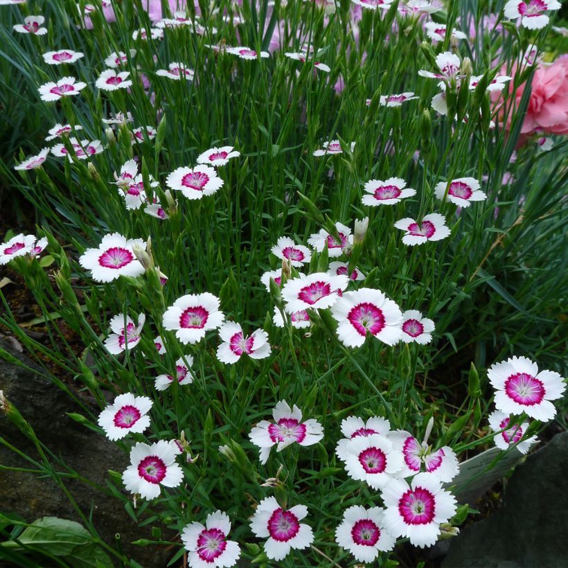 Dianthus deltoides Albiflorus (Hábito)