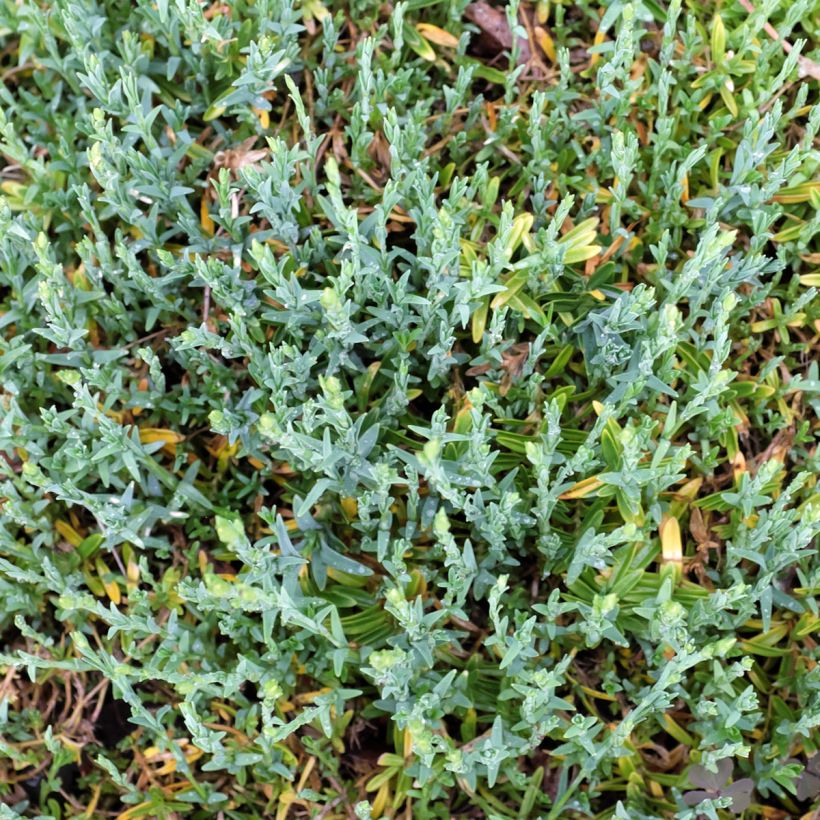 Dianthus deltoides Albiflorus (Folhagem)