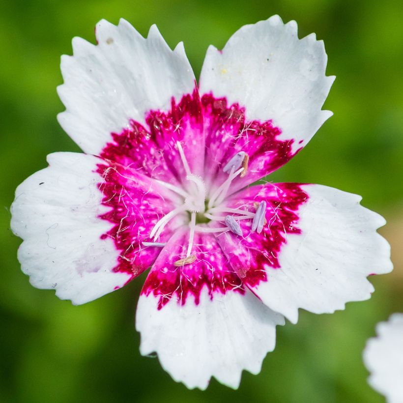 Dianthus deltoides Albiflorus (Floração)