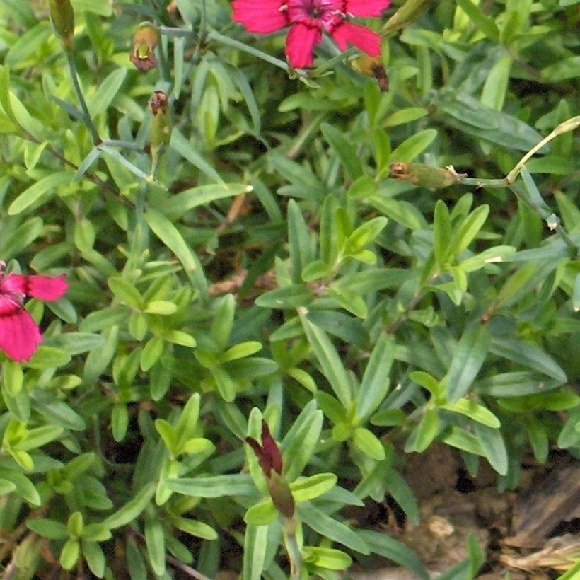 Dianthus deltoides Brilliant (Folhagem)