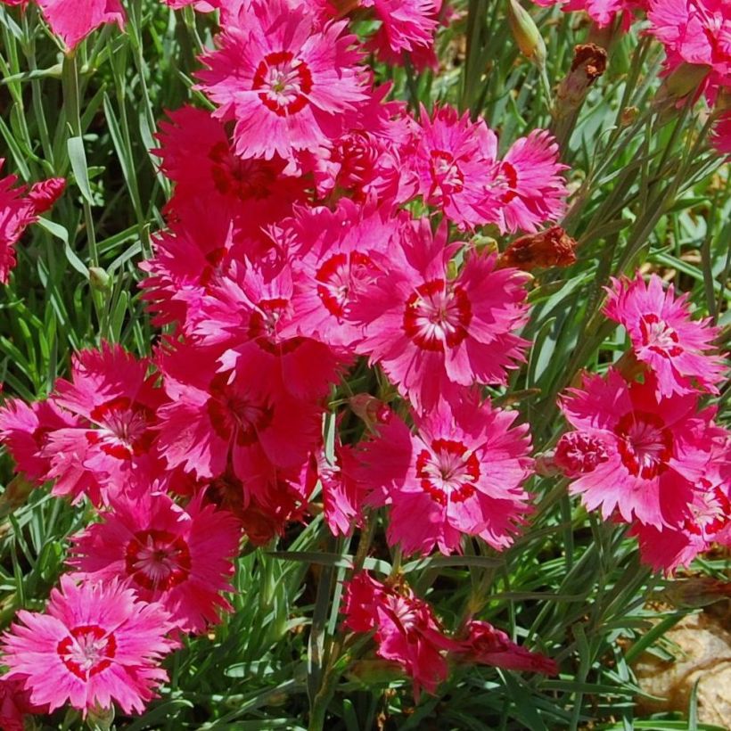 Dianthus deltoides Brilliant (Floração)