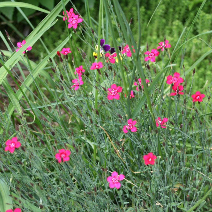 Dianthus deltoides Brilliant (Hábito)