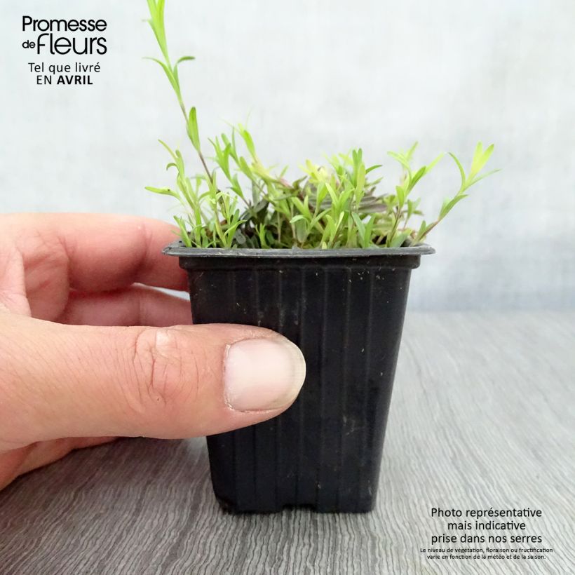 Amostra de Dianthus deltoides Brilliant Vaso de 7/8 cm tal como entregue na primavera