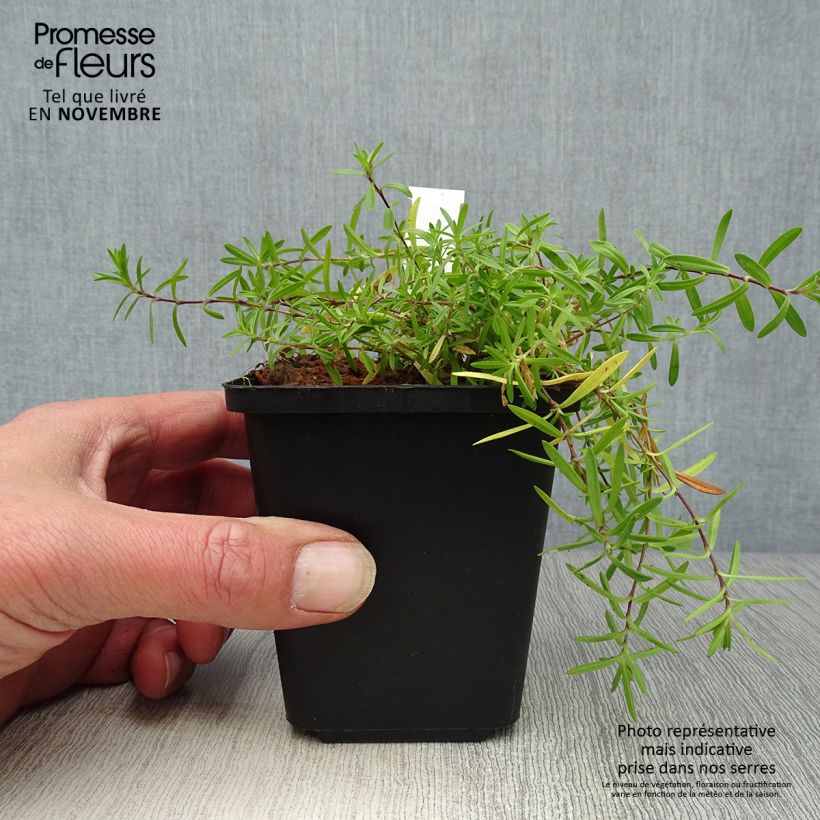 Amostra de Dianthus deltoides Flashing Light Vaso de 8/9 cm tal como entregue no outono
