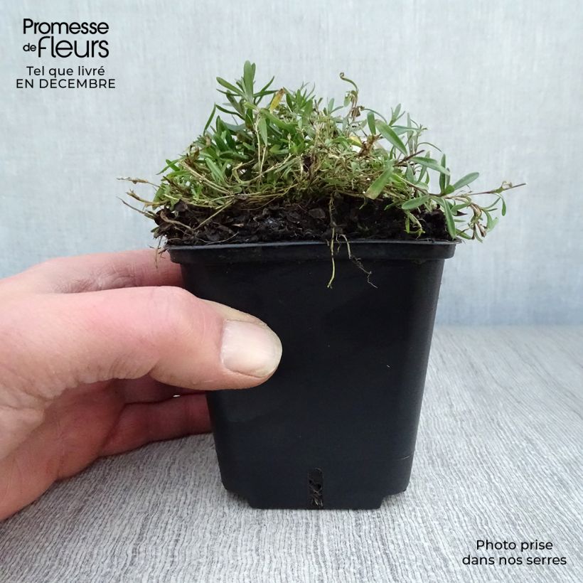 Amostra de Dianthus deltoides Flashing Light Vaso de 8/9 cm tal como entregue no inverno