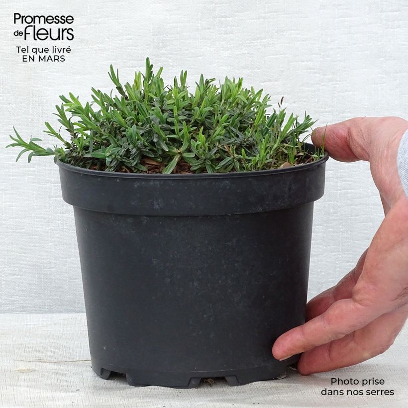 Amostra de Dianthus deltoides Flashing Light Vaso de 2 L/3 L tal como entregue na primavera