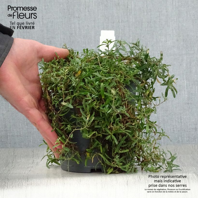 Amostra de Dianthus deltoides Flashing Light Vaso de 2 L/3 L tal como entregue no inverno