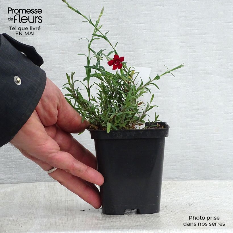 Amostra de Dianthus deltoides Flashing Light Vaso de 8/9 cm tal como entregue na primavera