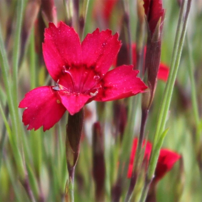 Dianthus deltoides Flashing Light (Floração)