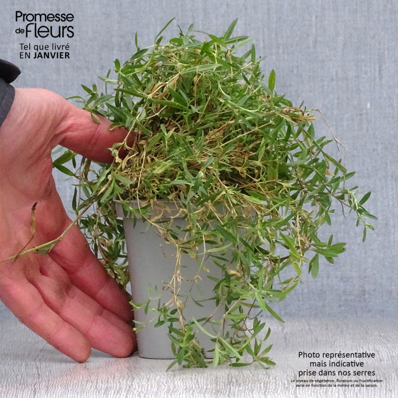 Amostra de Dianthus deltoides Rosea Vaso de 8/9 cm tal como entregue no inverno