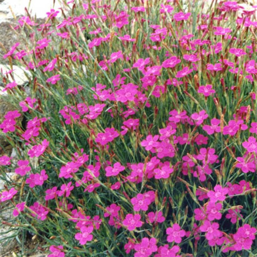 Dianthus deltoides Rosea (Floração)