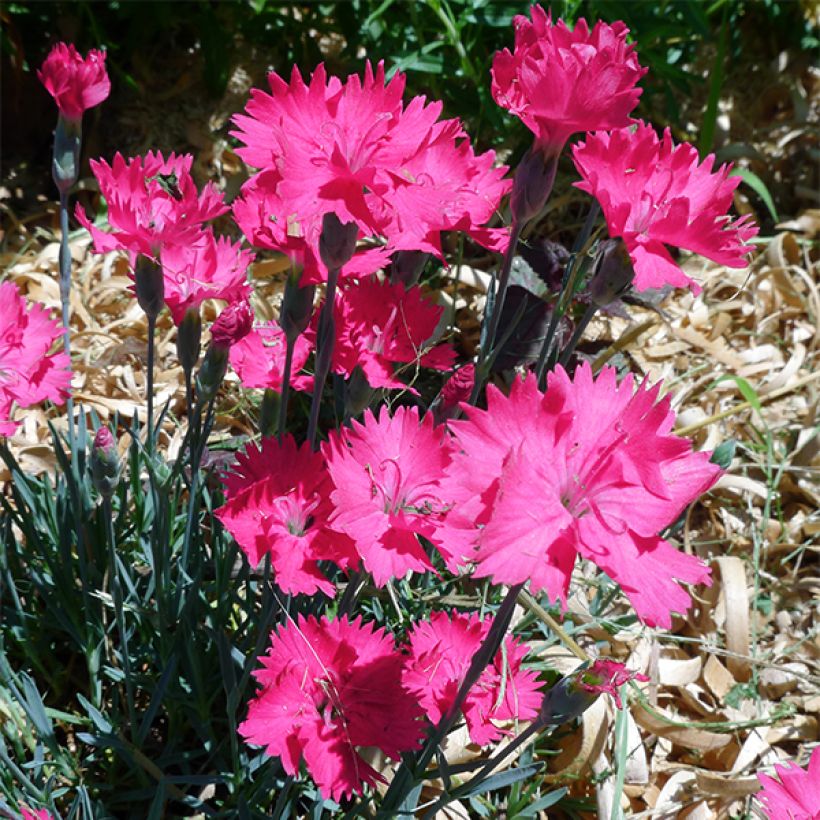 Dianthus gratianopolitanus Badenia (Floração)