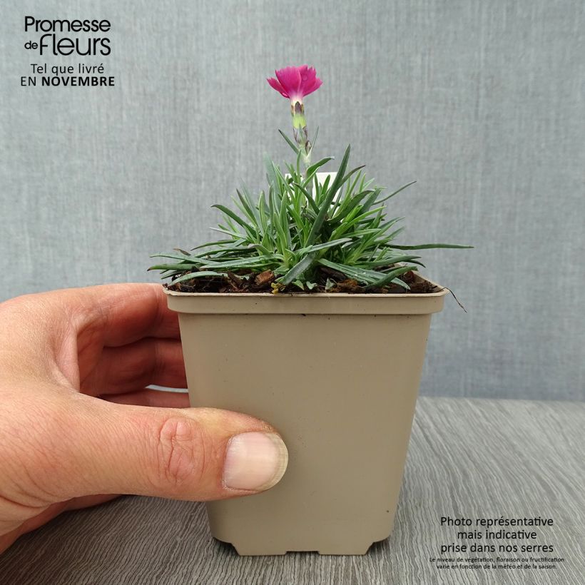 Amostra de Dianthus gratianopolitanus Badenia Vaso de 8/9 cm tal como entregue no outono