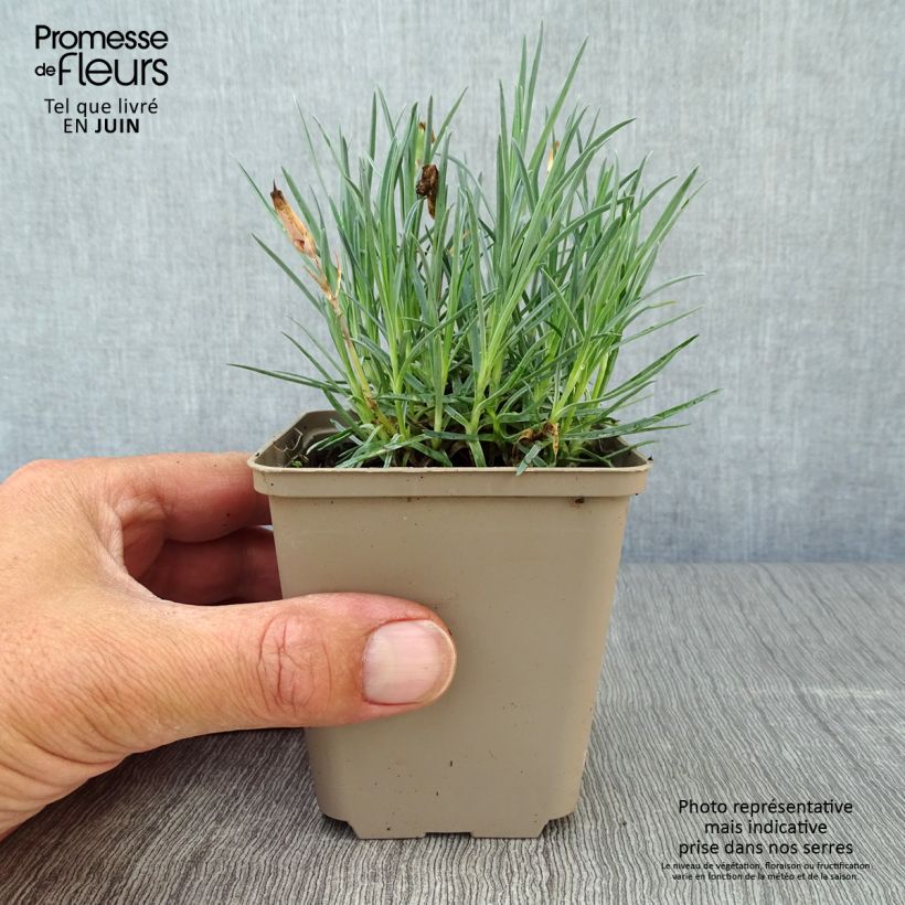 Amostra de Dianthus gratianopolitanus Badenia Vaso de 8/9 cm tal como entregue no verão
