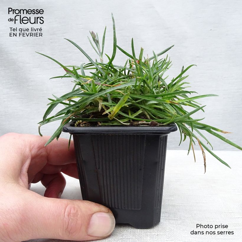 Amostra de Dianthus gratianopolitanus Badenia - oeillet de pentecôte rouge Vaso de 8/9 cm tal como entregue no inverno