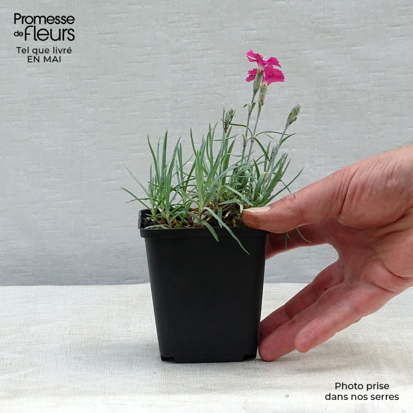 Amostra de Dianthus gratianopolitanus Badenia Vaso de 8/9 cm tal como entregue na primavera