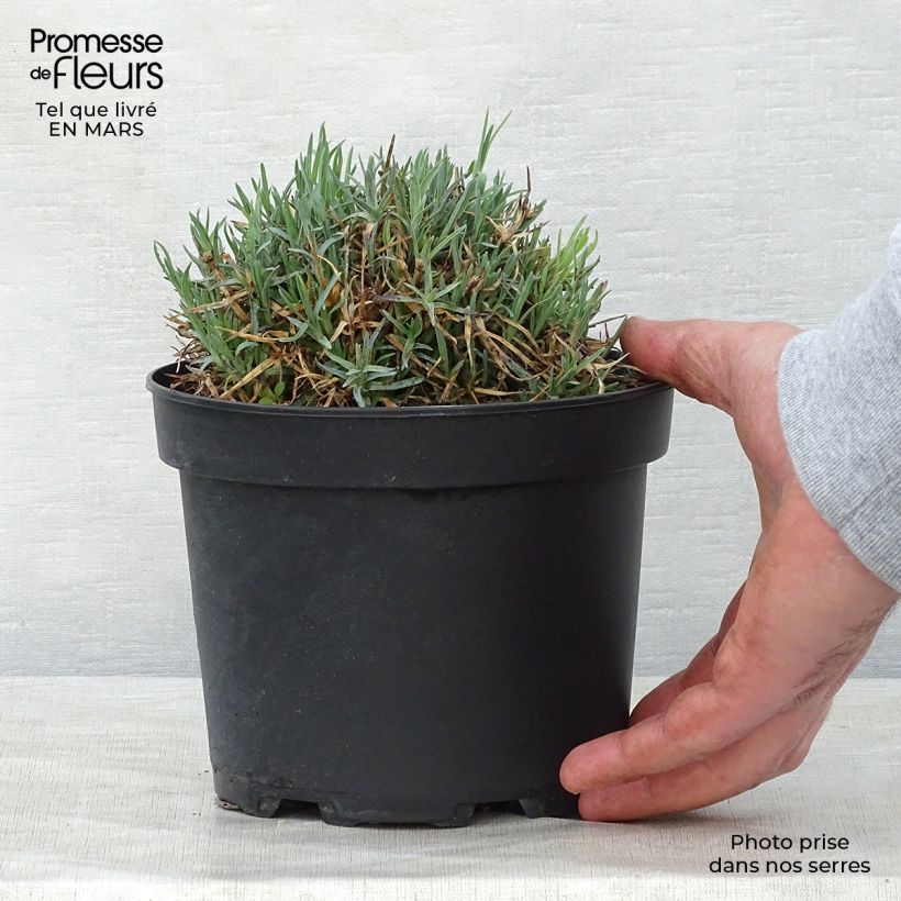 Amostra de Dianthus gratianopolitanus Badenia Vaso de 2 L/3 L tal como entregue na primavera