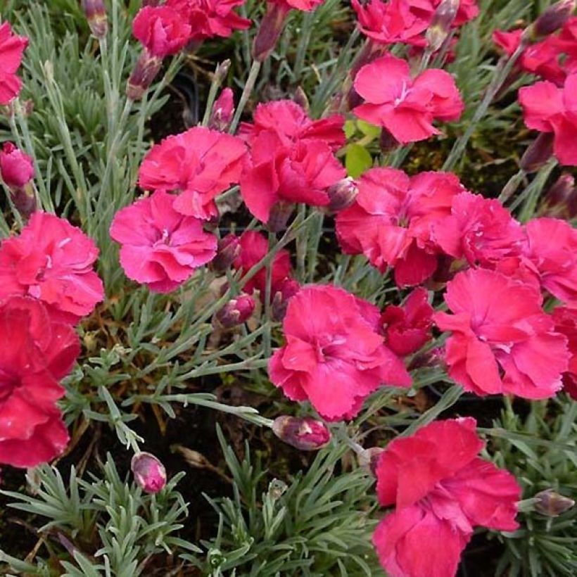 Dianthus gratianopolitanus Bombardier (Floração)