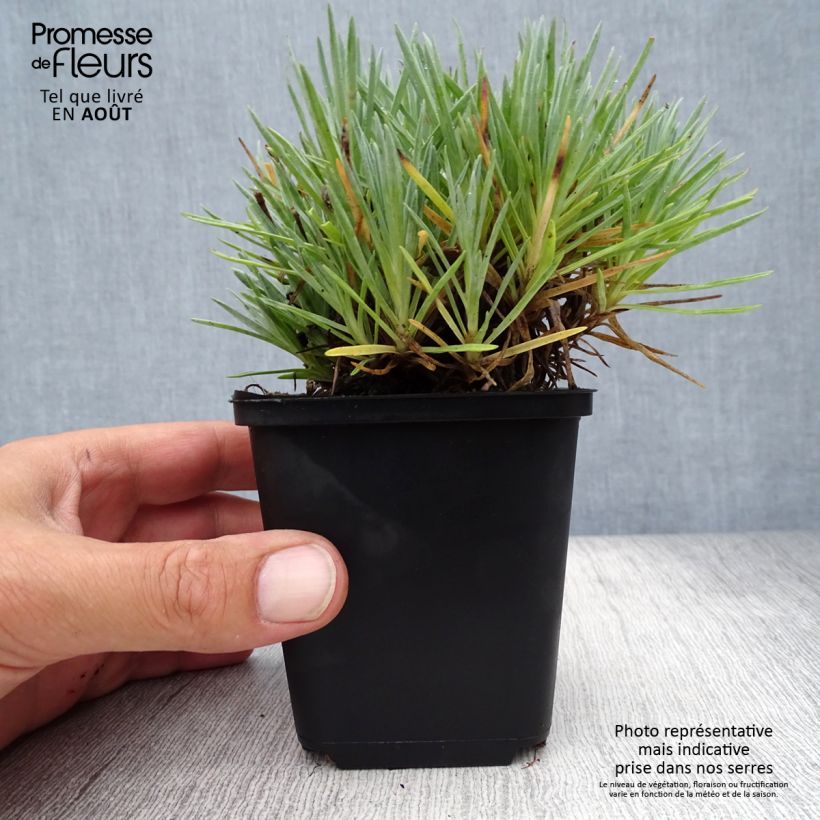 Amostra de Dianthus gratianopolitanus Bombardier Vaso de 8/9 cm tal como entregue no verão