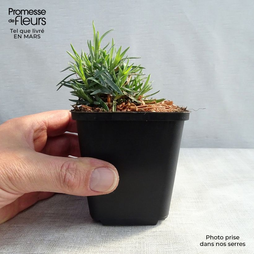 Amostra de Dianthus gratianopolitanus Bombardier Vaso de 8/9 cm tal como entregue na primavera