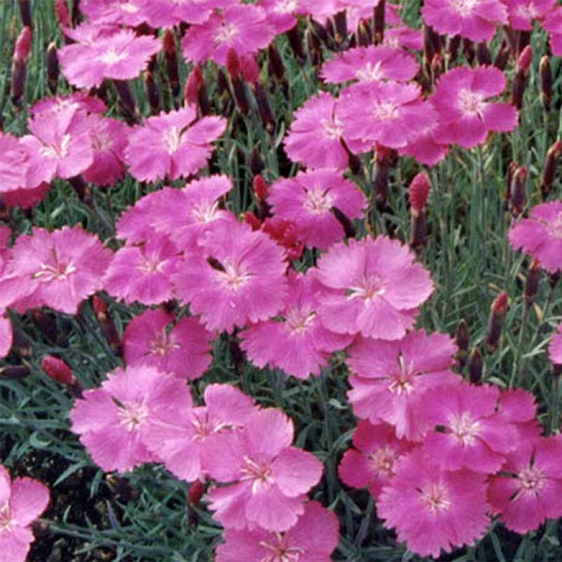 Dianthus gratianopolitanus Eydangeri (Floração)