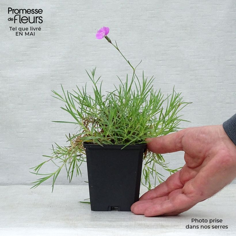 Amostra de Dianthus gratianopolitanus Eydangeri Vaso de 8/9 cm tal como entregue na primavera